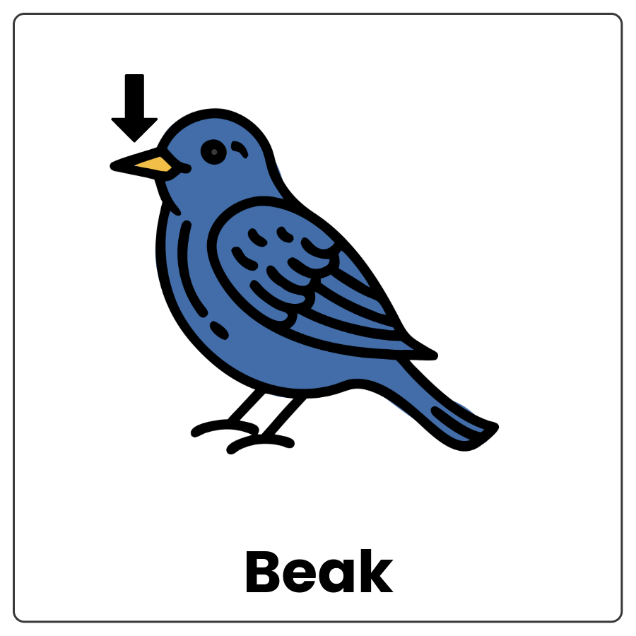 Visual Cue: Beak - Drawing of a bird with an arrow pointing to its beak and the word beak