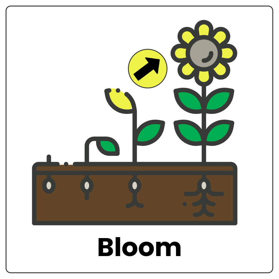 Visual Cue: Bloom - Planter with a seedling, a sprout, a sprout with a bud, and a fully opened flower with an arrow pointing to it and the word bloom