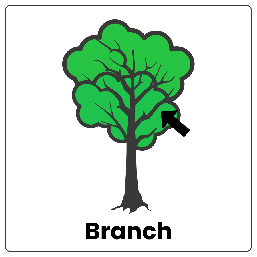 Visual Cue: Branch - Tree with leaves and branches with an arrow pointing to a branch and the word branch
