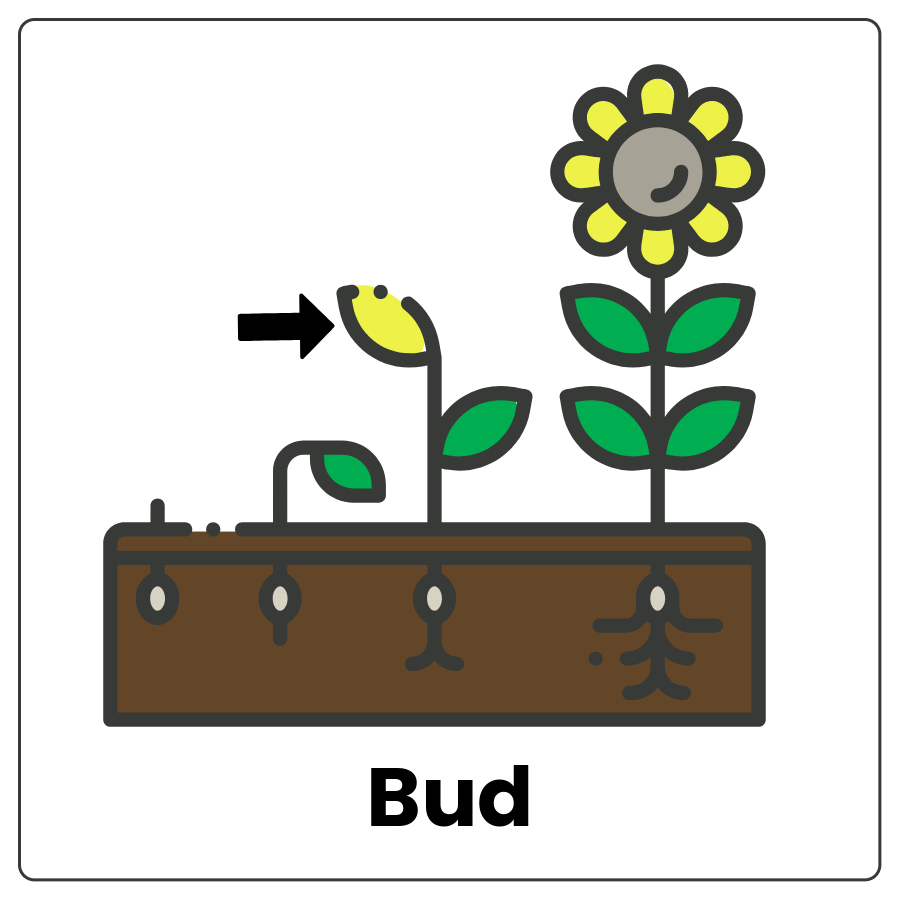 Visual Cue: Bud - Planter with a seedling, a sprout, a sprout with a bud with an arrow pointing to it, and a fully opened flower and the word bud