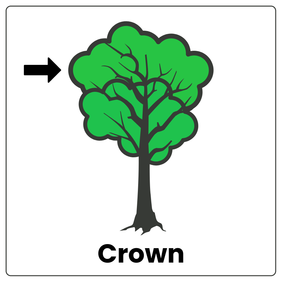 Visual Cue: Crown - Drawing of a tree with an arrow pointing to the top of the leaves and the word crown