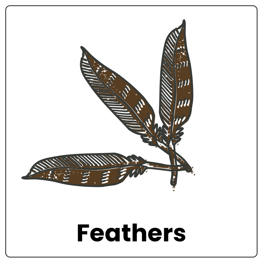 Feathers - Light growths that cover a bird's body and the word feathers