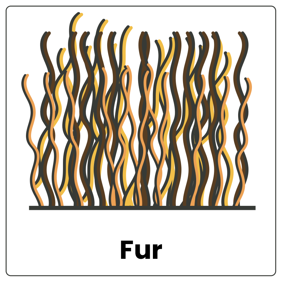 Fur - Tight grouping of hairs and the word fur