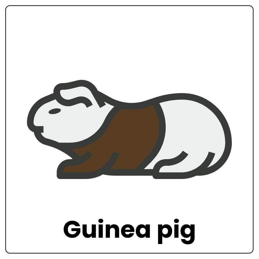 Guinea pig - Small 4-legged furry animal and the words guinea pig
