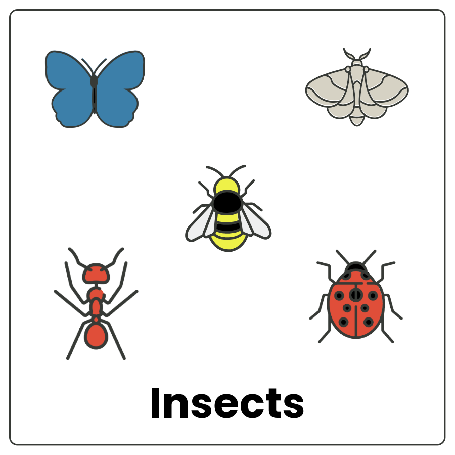 Visual Cue: Insects - Butterfly, bee, moth, ant, lady bug, and the word insects