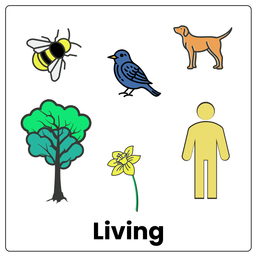 Visual Cue: Living - Bee, bird, dog, tree, flower, person and the word living