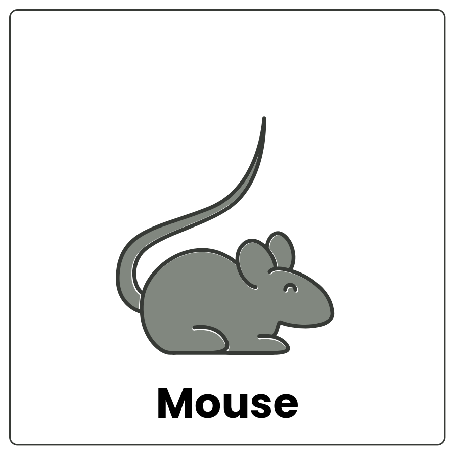 Mouse - Very small 4-legged animal with a long skinny tail and rounded ears and the word mouse