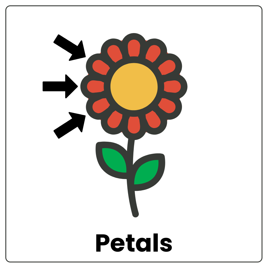 Visual Cue: Petals - Drawing of a flower with arrows pointing to the colored parts and the word petals