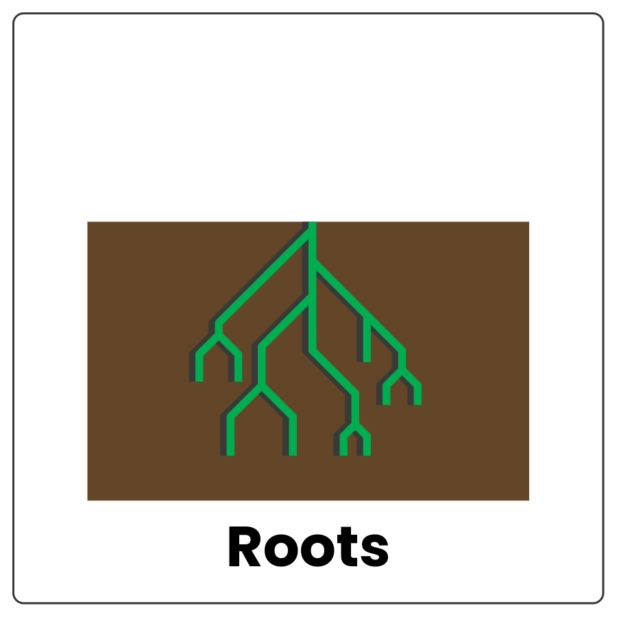 Visual Cue: Roots - Part of a plant that grows under the soil and the word roots