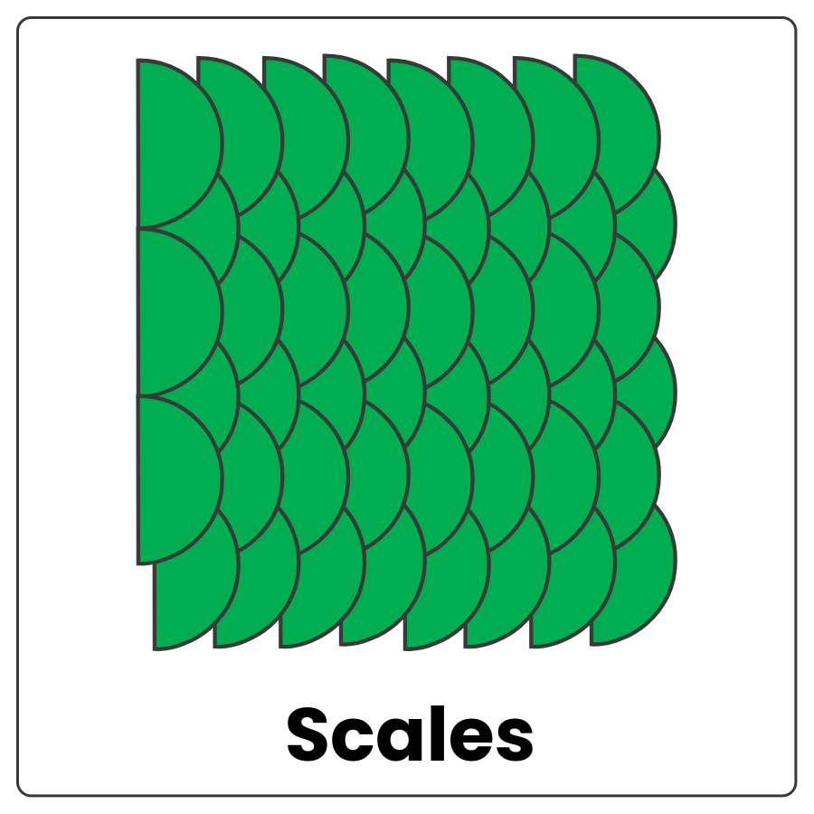 Visual Cue: Scales - little pieces of material that look like fish scales and the word scales
