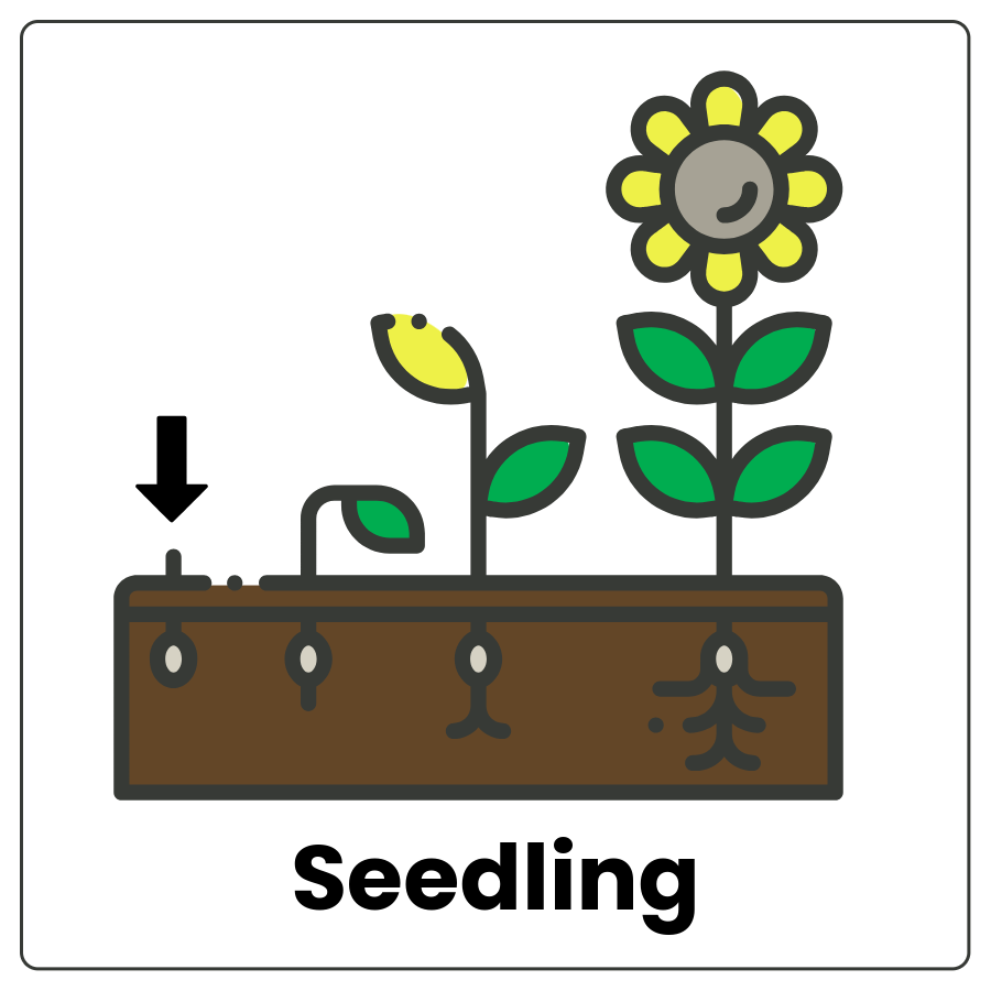 Visual Cue: Seedling - Planter with a seedling with an arrow pointing to it, a sprout, a sprout with a bud, and the word seedling
