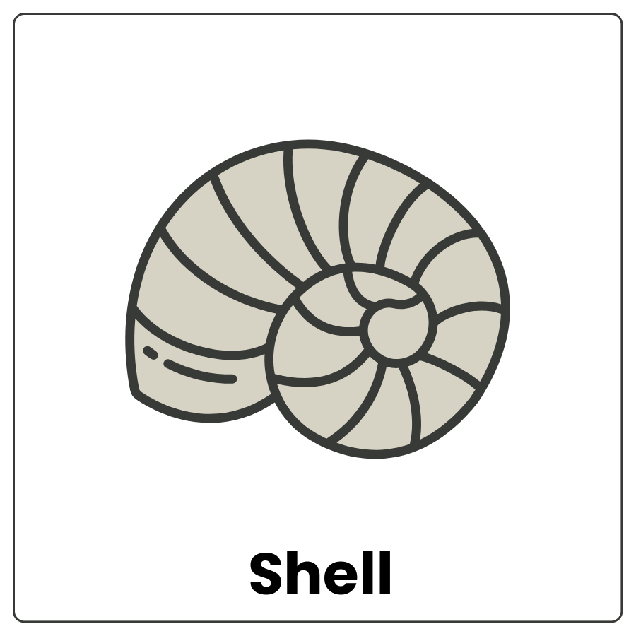Shell - Hard curved outer layer of a sea creature and the word shell