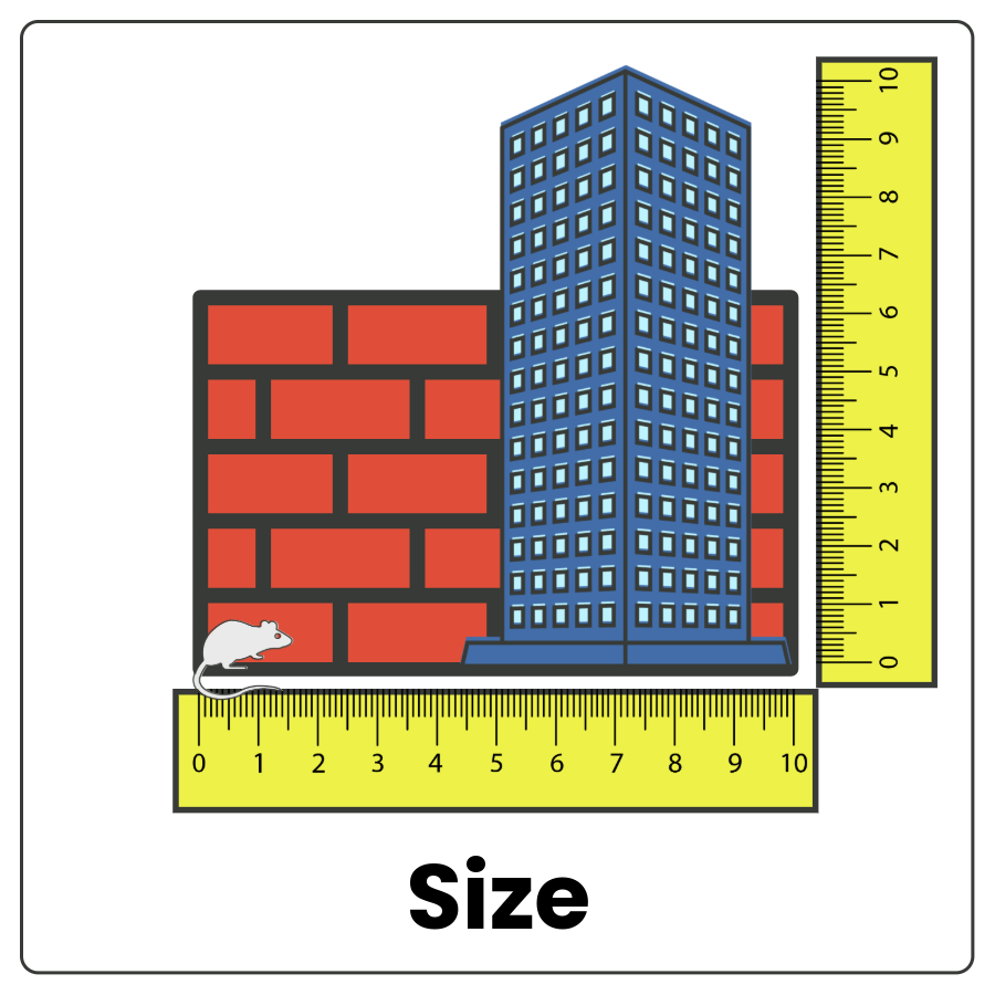 Visual Cue: Size - Objects being measured by rulers and the word size