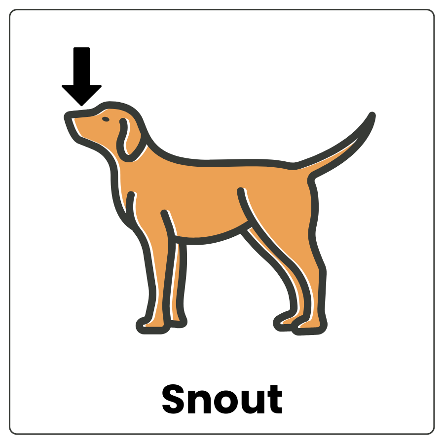 Visual Cue: Snout - dog with an arrow pointing to its snout and the word snout