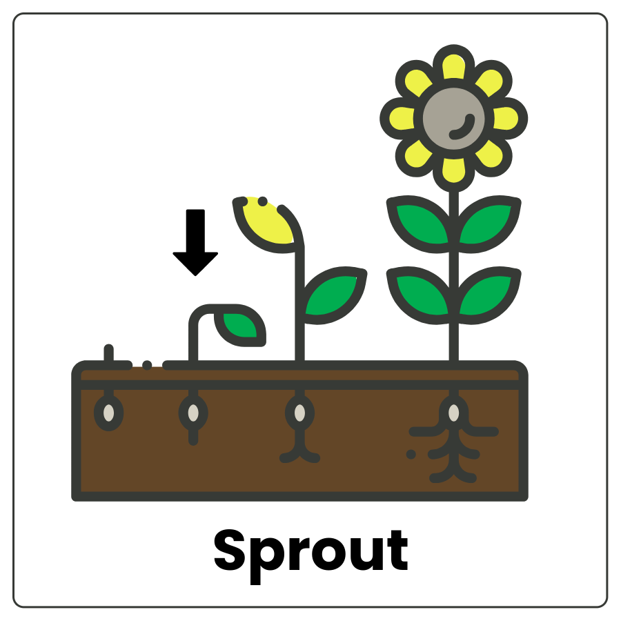 Visual Cue: Sprout - Planter with a seedling, a sprout with arrow pointing to it, a sprout with a bud, and the word sprout