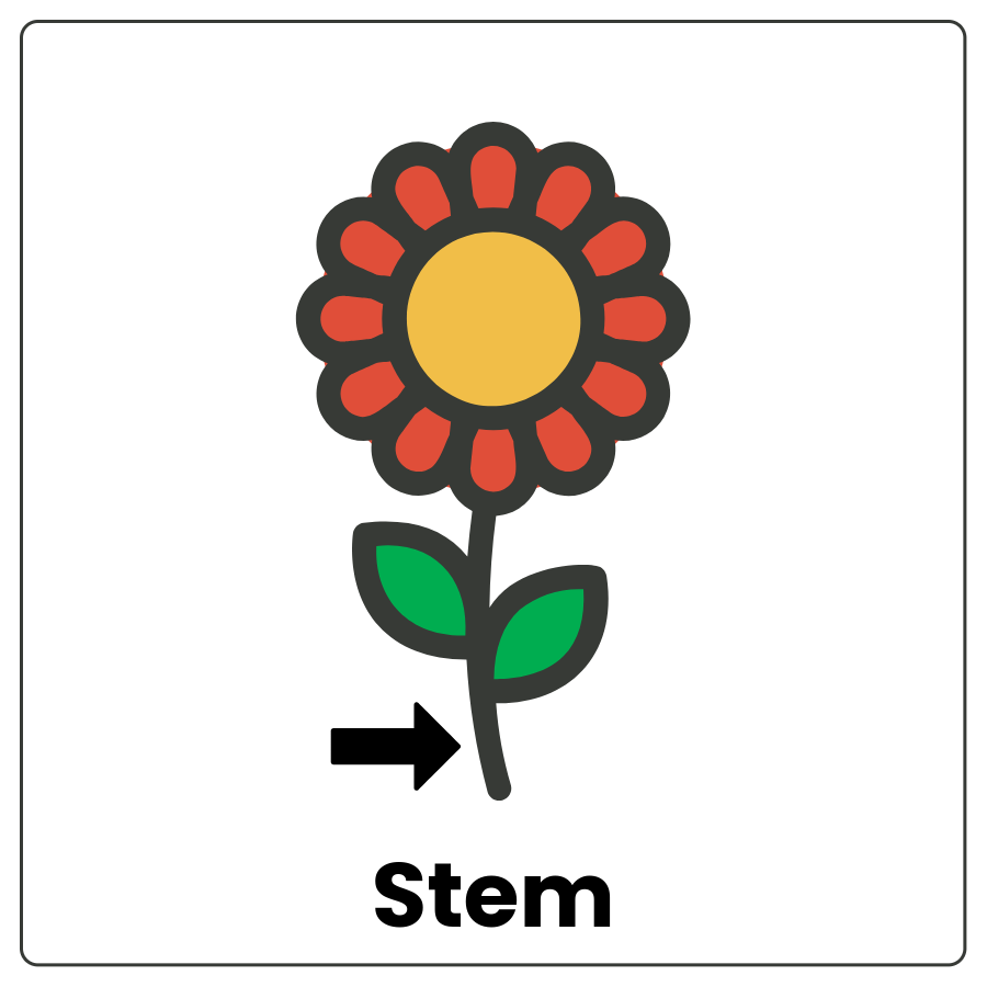 Visual Cue: Stem - Drawing of a flower with an arrow pointing to the stem and the word stem