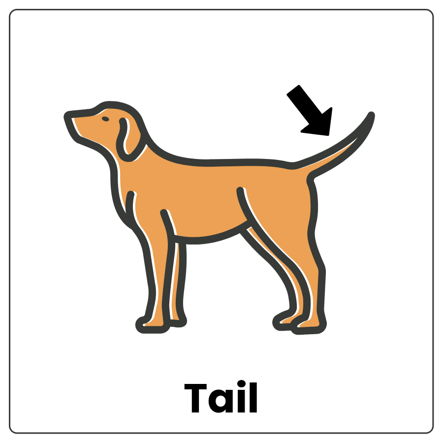 Visual Cue: Tail - Drawing of a dog with an arrow pointing to the tail and the word tail