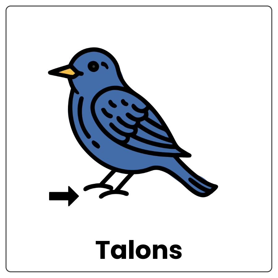 Visual Cue: Talons - Drawing of a bird with an arrow pointing to the feet and the word talons