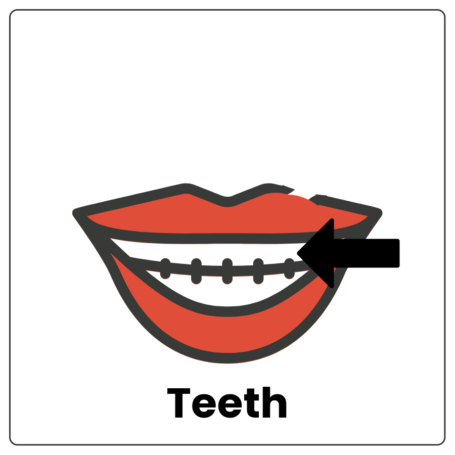 Teeth - Drawing of a moth with lips and teeth and an arrow pointing to the teeth and the word teeth