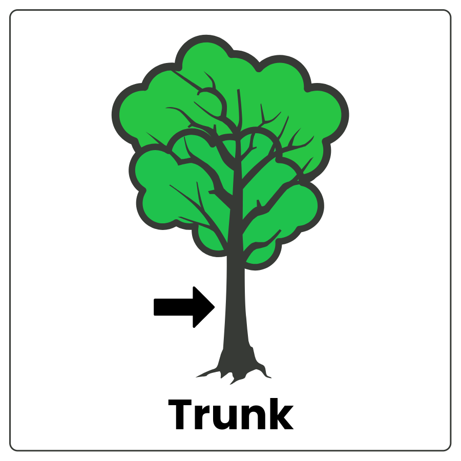 Visual Cue: Trunk - Tree with an arrow pointing to the trunk and the word trunk