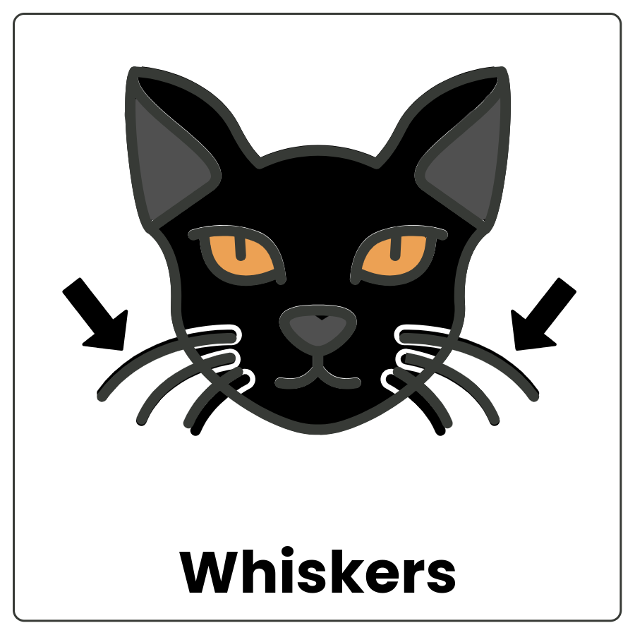 Whiskers - Stiff hairs extending from next to a cat's nose and mouth and the word whiskers