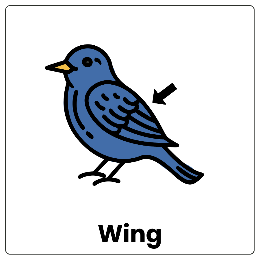 Visual Cue: Wing - Bird with an arrow pointing to its wing and the word wing